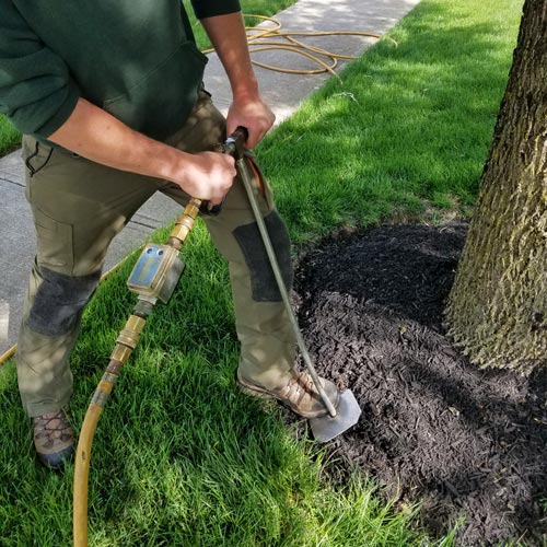 Dolce's plant health specialist injecting fertilizer into the roots of a tree