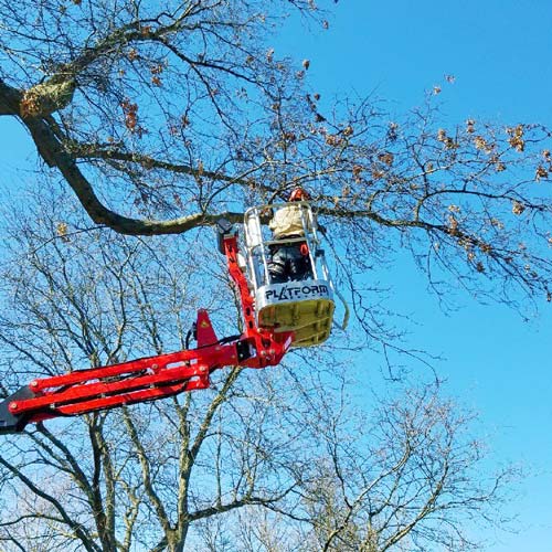 arborist trimming a tree in a spider lift