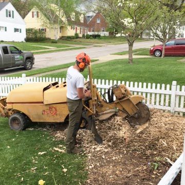 Dolce's arborist grinding a stump using a stump grinder.