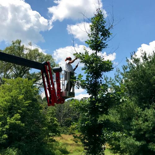 tree trimming of a tree using our spider lift