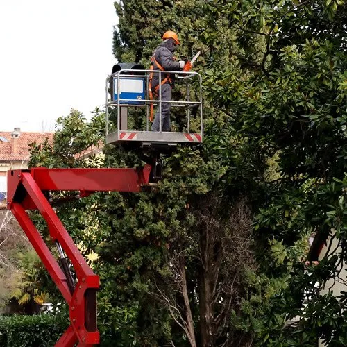 man removing a tree using a spider lift