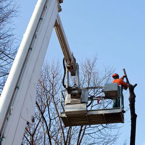 man removing tree using a crane